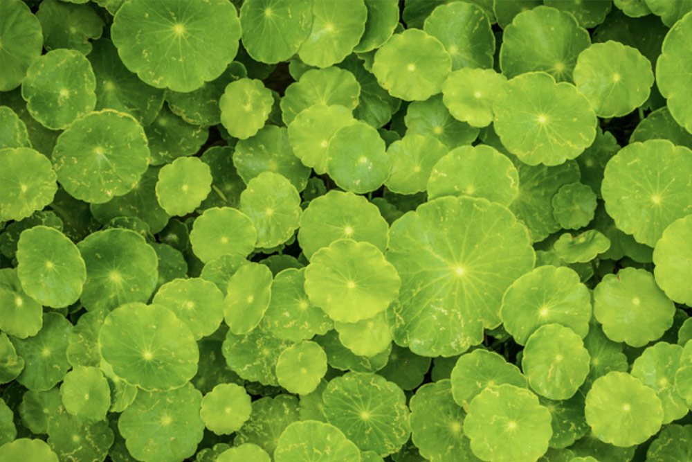 Korean Beauty: Spotlight on Centella Asiatica