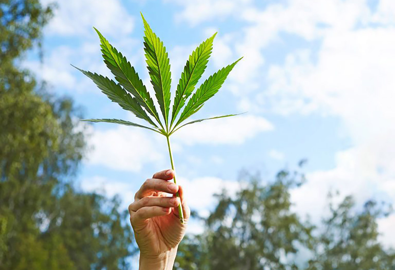 Predicting the future for CBD and other ingredients