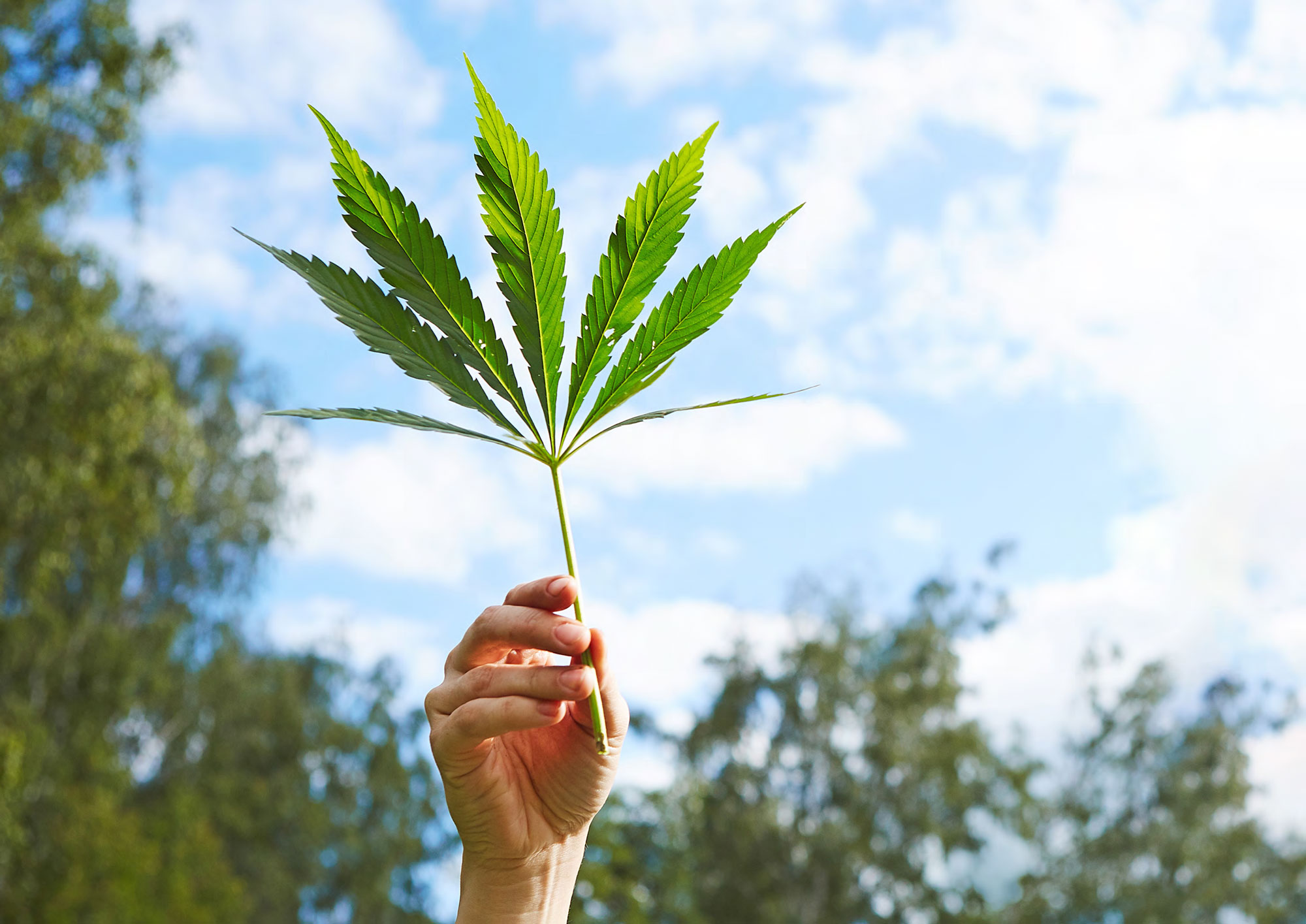 Predicting the future for CBD and other ingredients CBD_case_study